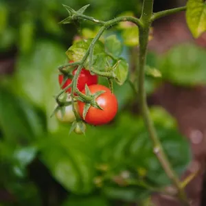 Nea's Green Garden Appartement
